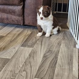 Benson - White and red male Border Collie puppy in Chino Valley, Arizona from Dog Pond Border Collies