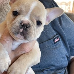 Girl 2 - Cream French Bulldog puppy in Marlow, Oklahoma from WYOKIE Frenchies