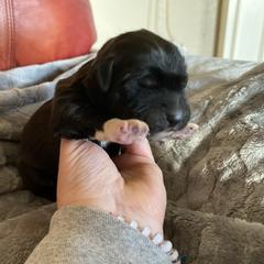 Boy 5 - Black Pyredoodle puppy in Pleasant Plains, Arkansas from Sweet Dixie Doodles