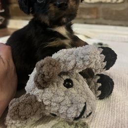 Little Panther - Black and tan male Companion Cross puppy in Garvin, Oklahoma from Hochatown Awesome Aussies