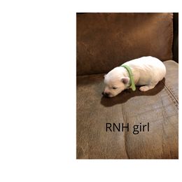 Miniature Schnauzer Puppies from RNH Schnauzers