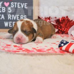 Kenai - Red and white male American Corgi puppy in Sedro Woolley, Washington from Patriot Corgis
