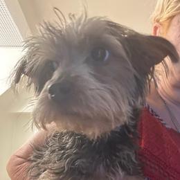 Shadow - Silver male Yorkipoo puppy in West Warwick, Rhode Island from Robyn’s Nest