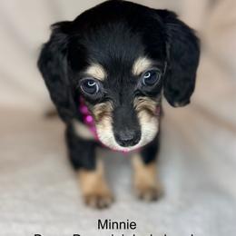 Minnie - Black and cream female Dachshund puppy in Lexington, Oklahoma from BooneDox Miniature Dachshunds