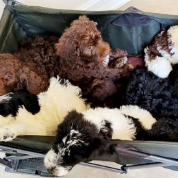 Double Doodle Puppies from Delightfully Double Doodles