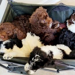 Double Doodle Puppies from Delightfully Double Doodles