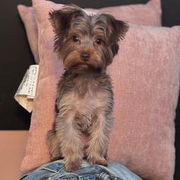 MJ - Yorkshire Terrier
