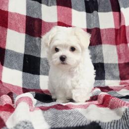 Mochi - White female Maltese puppy in Austin, Texas from Austin Maltese Babies