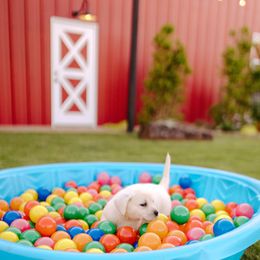 Labrador Retriever Puppies from Saddle Creek English Labradors