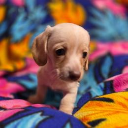 Princess Peach - Cream female Dachshund puppy in El Cajon, California from Lisa Buxton