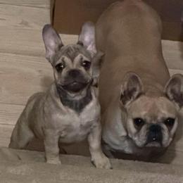 Summer (The Tiny Trailblazer) - Fawn female French Bulldog puppy in Newport News, Virginia from Emotional Support Babies