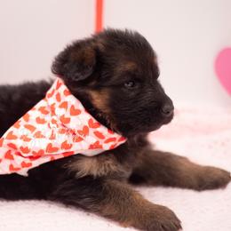 Australian Shepherds and German Shepherds from Dry Creek Puppies, LLC