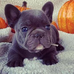 French Bulldogs from BK Frenchies