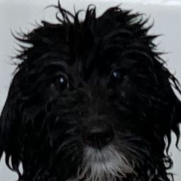 Sheepadoodle Puppies from Riley Grace Puppies