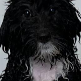 Sheepadoodle Puppies from Riley Grace Puppies