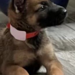 Belgian Malinois from VonSal Kennels