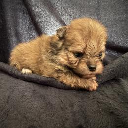 Toby - Orange sable male Pomeranian puppy in Waterloo, Indiana from Garcias Pomeranian