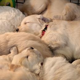 Golden Retriever Puppies from OPK GOLDENS