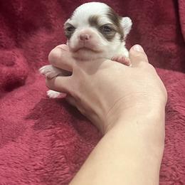 Rudolph - Chocolate and white male Chihuahua puppy in Fort Myers, Florida from Gulfshore Chihuahuas