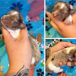 Red girl - Chocolate and tan female Dachshund puppy in Pope, Mississippi from Anna’s Mini Doxies
