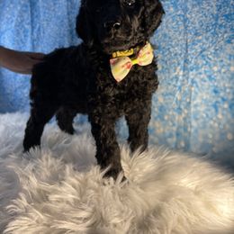 Poodle Puppies from Abbott Standard Poodles