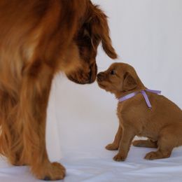 Golden Retriever Puppies from Golden Wiggle Retrievers