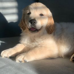 Golden Retriever Puppies from Gilded Golden retrievers