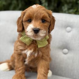 Hank - Red  male Goldendoodle puppy in Queen Creek, Arizona from Goldendoodle AZ