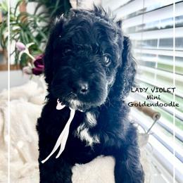 LADY VIOLET - Black female Goldendoodle puppy in Houston, Texas from Pia’s Doodle Poodle Wag