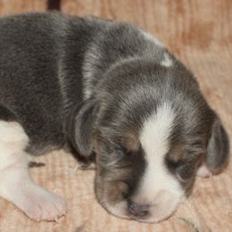 AKC OFA CAER DNA Zoey - Blue tan and white female Beagle puppy in Spring Creek, Nevada from Battleborn Aussies and Beagles