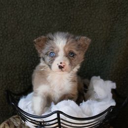 Ladybug - White and blue merle female Border Collie puppy in Olive Hill, Kentucky from SaturnMoon MAS & BC