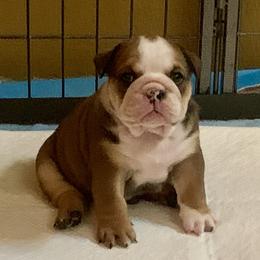 Bulldogs from Erimis Bulldogs