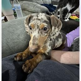 Dachshund Puppies from Rich’s beautiful dachshunds