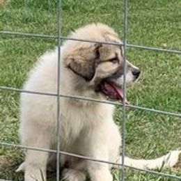 Anatolian Shepherd Dogs and Great Pyrenees from Three Little Birds Farm