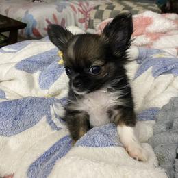 Tiny Gunner - Chocolate sabled fawn male Chihuahua puppy in Red Bluff, California from Aye Chihuahua