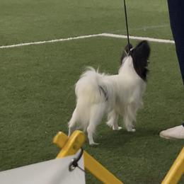 Papillon All Grown Up from DejaVu Papillons