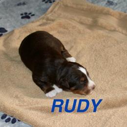 Rudy - Red tri male Miniature Australian Shepherd puppy in Fort Smith, Arkansas from Rye Hill Aussies