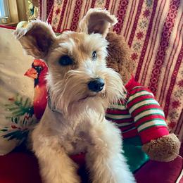 Montana Rose - Miniature Schnauzer