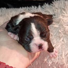 Boston Terrier and French Bulldog Puppies from Reds Studio