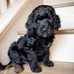 Percy (blue collar) - Black male Goldendoodle puppy in Murrieta, California from Apricot Poodles & Goldendoodles, LLC