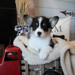 Scottie - Black and tan male Pembroke Welsh Corgi puppy in Purcellville, Virginia from Rhone River Farm Pembroke Welsh Corgis