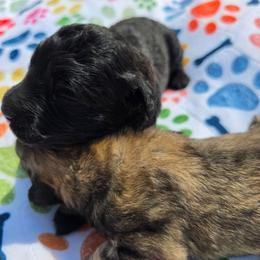 Boy 3 - Black male Bouvier des Flandres puppy in Marionville, Missouri from Sandbox Puppies