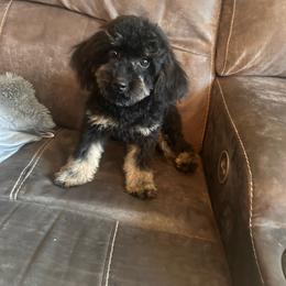 Lulu - Poodle