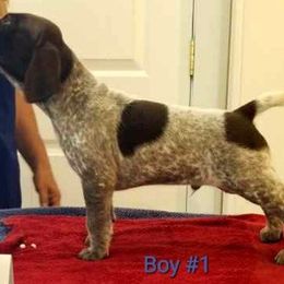 German Shorthaired Pointer Puppies from Kiroden German Shorthaired Pointers