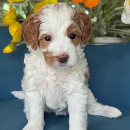 Miley Cyrus - Parti female Goldendoodle puppy in Yuciapa, California from AlltheDoodlez_