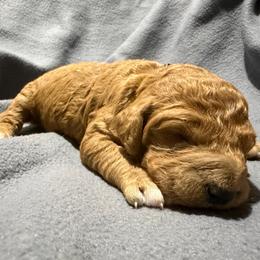 Yellow - Red  female Goldendoodle puppy in Wittenberg, Wisconsin from Cedar River Kennel