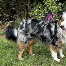 Australian Shepherds from Dandelion Farms PDX