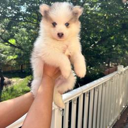 Boy 4 - Silver and white male Pomsky puppy in Leesburg, Virginia from Capital Pomsky