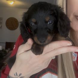 Star - Black and tan female Dachshund puppy in Brandon, Florida from Knights Dachshunds