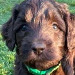 Girl 5 - Labradoodle puppy in Statesville, North Carolina from Labradoodles of the Foothills